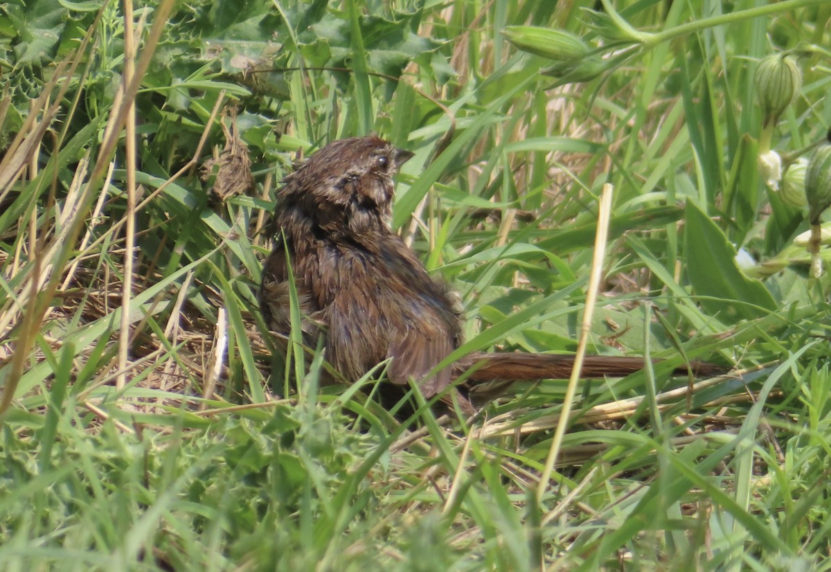 Song Sparrow - ML622273346