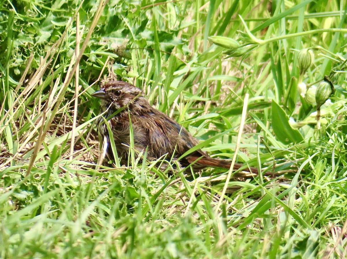 Song Sparrow - ML622273349