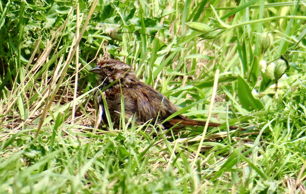 Song Sparrow - ML622273350