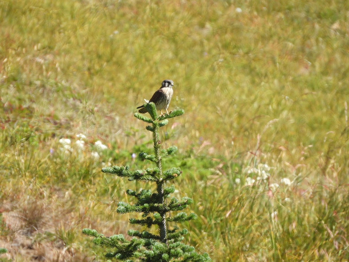 American Kestrel - ML622273470