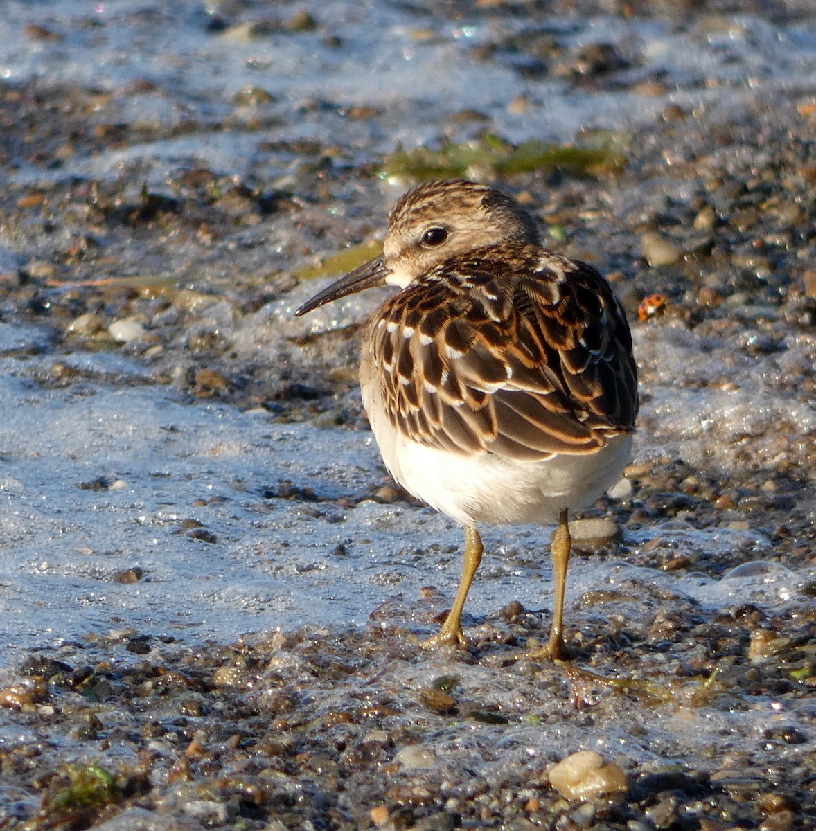 Least Sandpiper - ML622273479