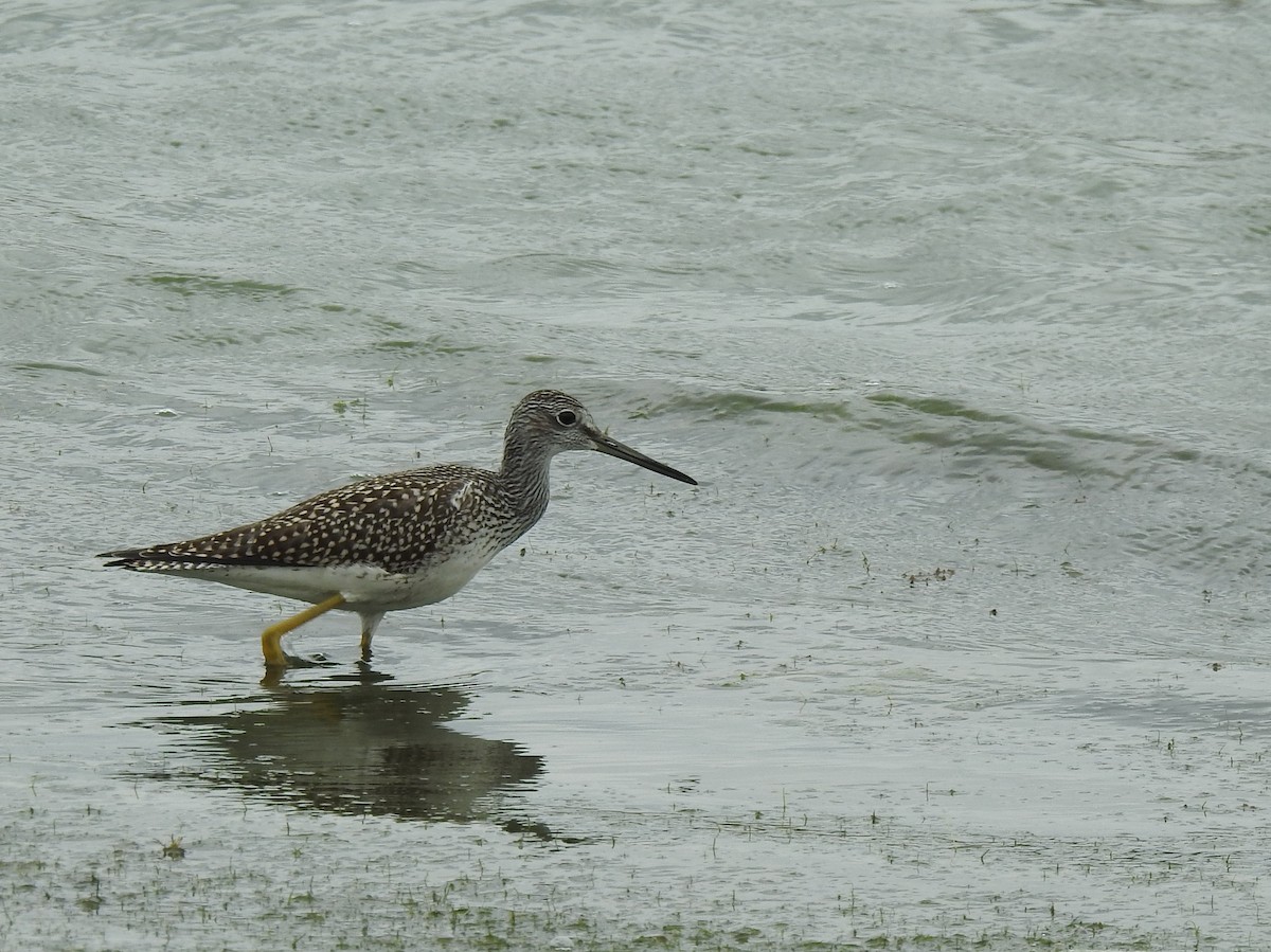 Greater Yellowlegs - ML622273483