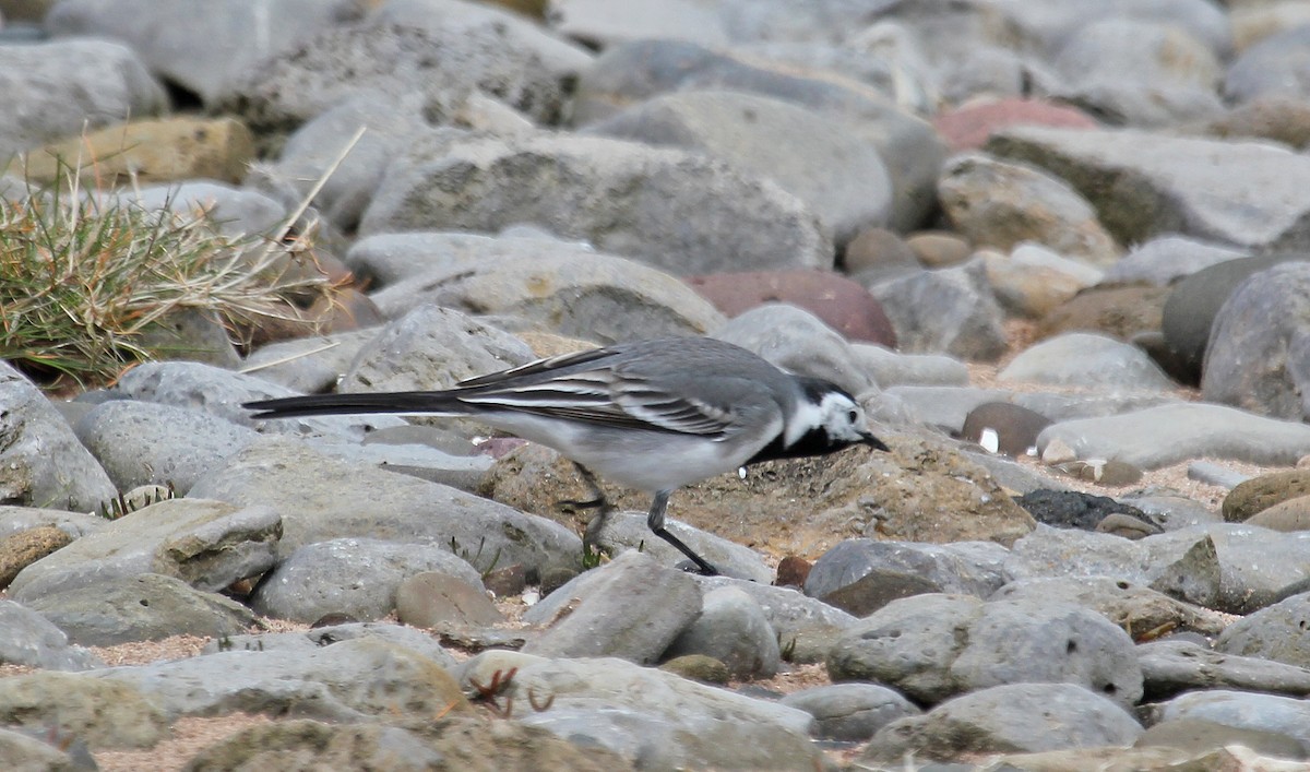 White Wagtail (White-faced) - Jonathan Farooqi