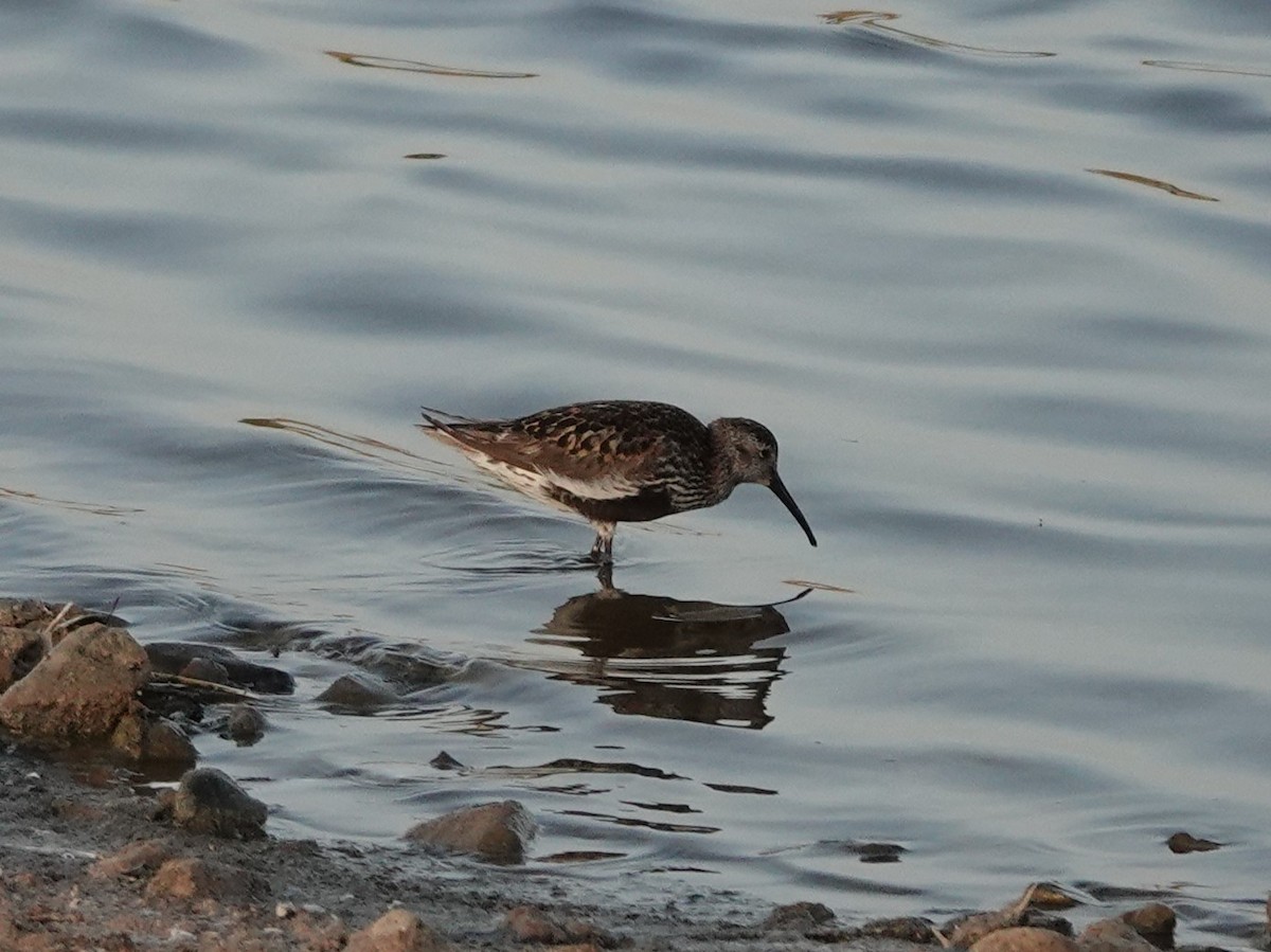 Dunlin - Juan Ramírez