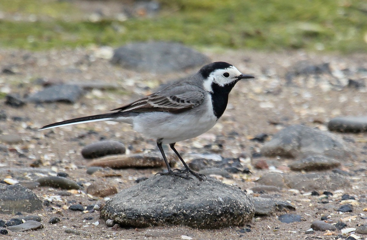 White Wagtail (White-faced) - Jonathan Farooqi