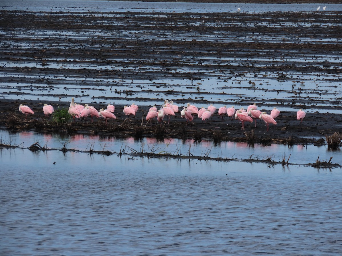 Pembe Kaşıkçı - ML622273519