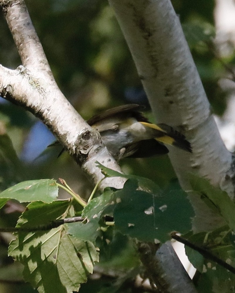 American Redstart - Sue Kurtz