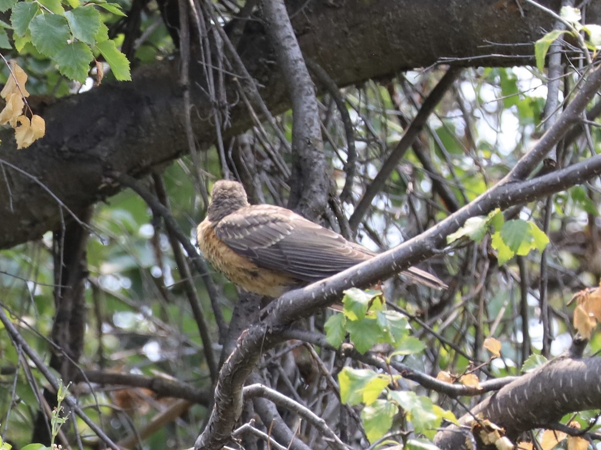 American Robin - ML622273572