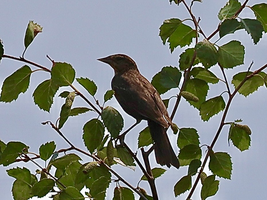 Red-winged Blackbird - ML622273684