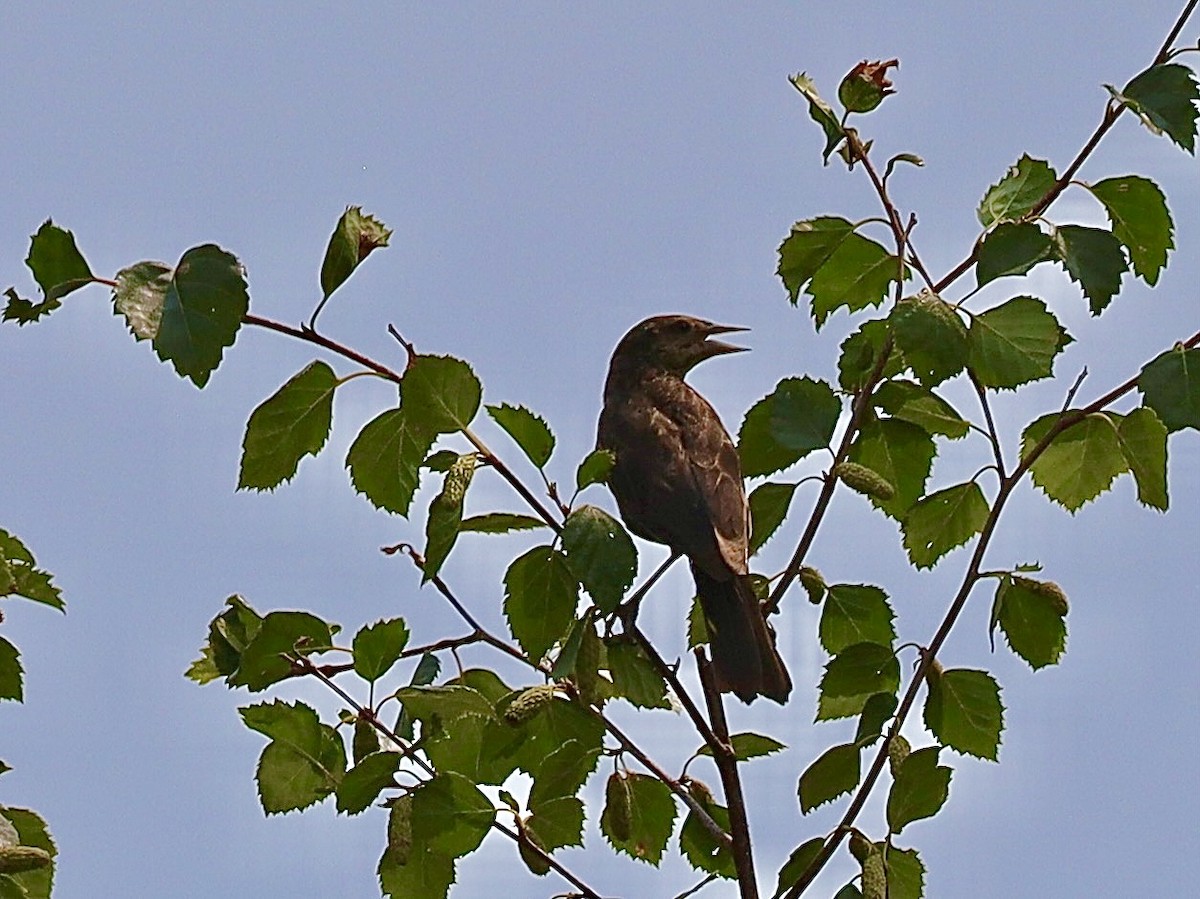 Red-winged Blackbird - ML622273685