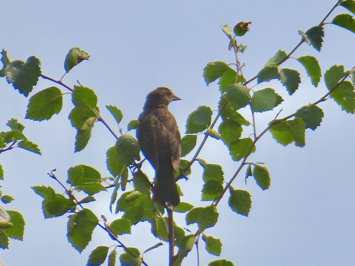 Red-winged Blackbird - ML622273686