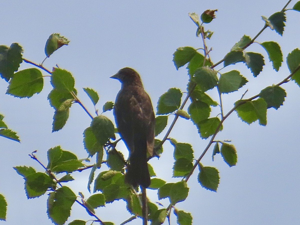 Red-winged Blackbird - ML622273687