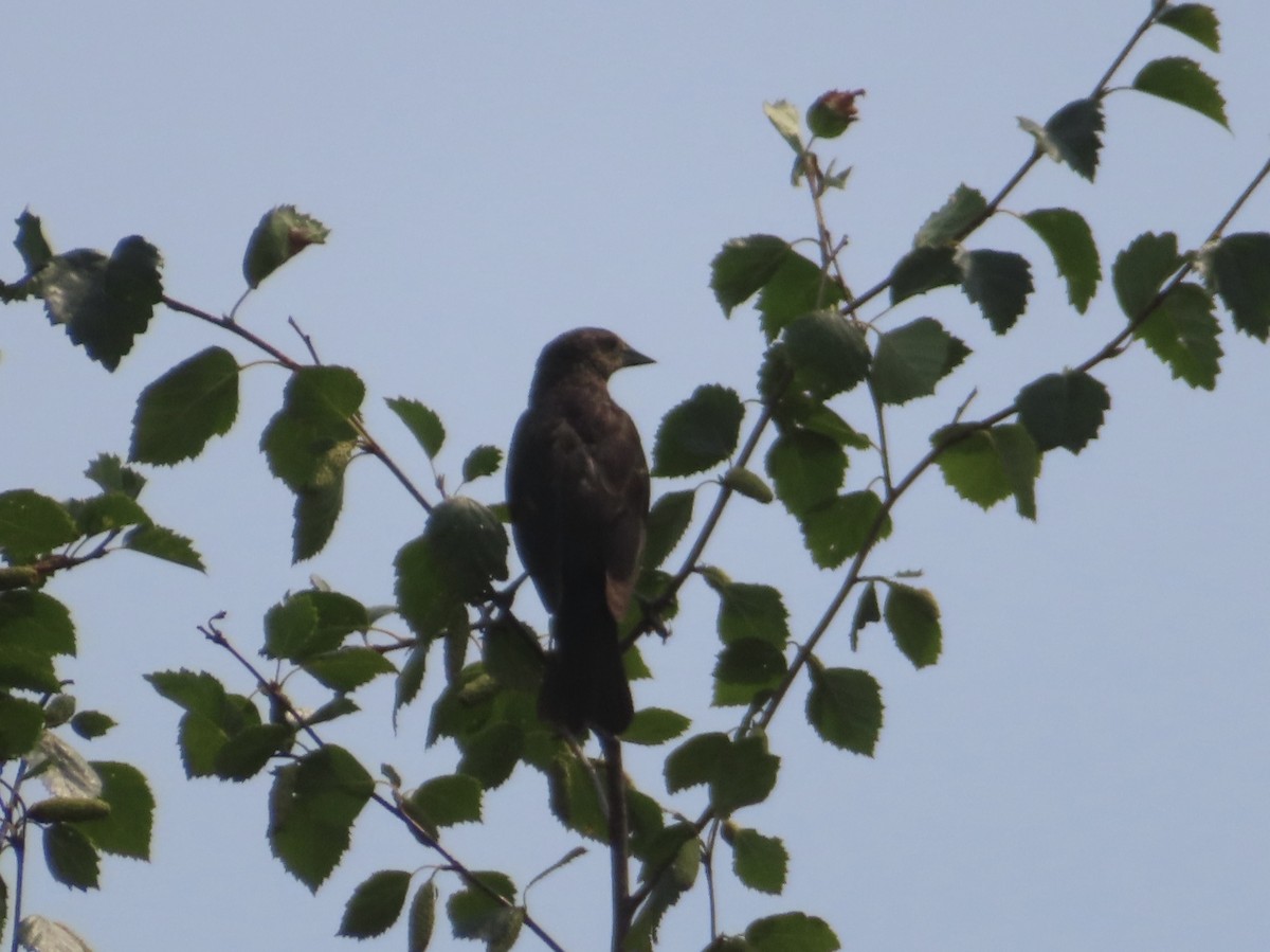 Red-winged Blackbird - ML622273688