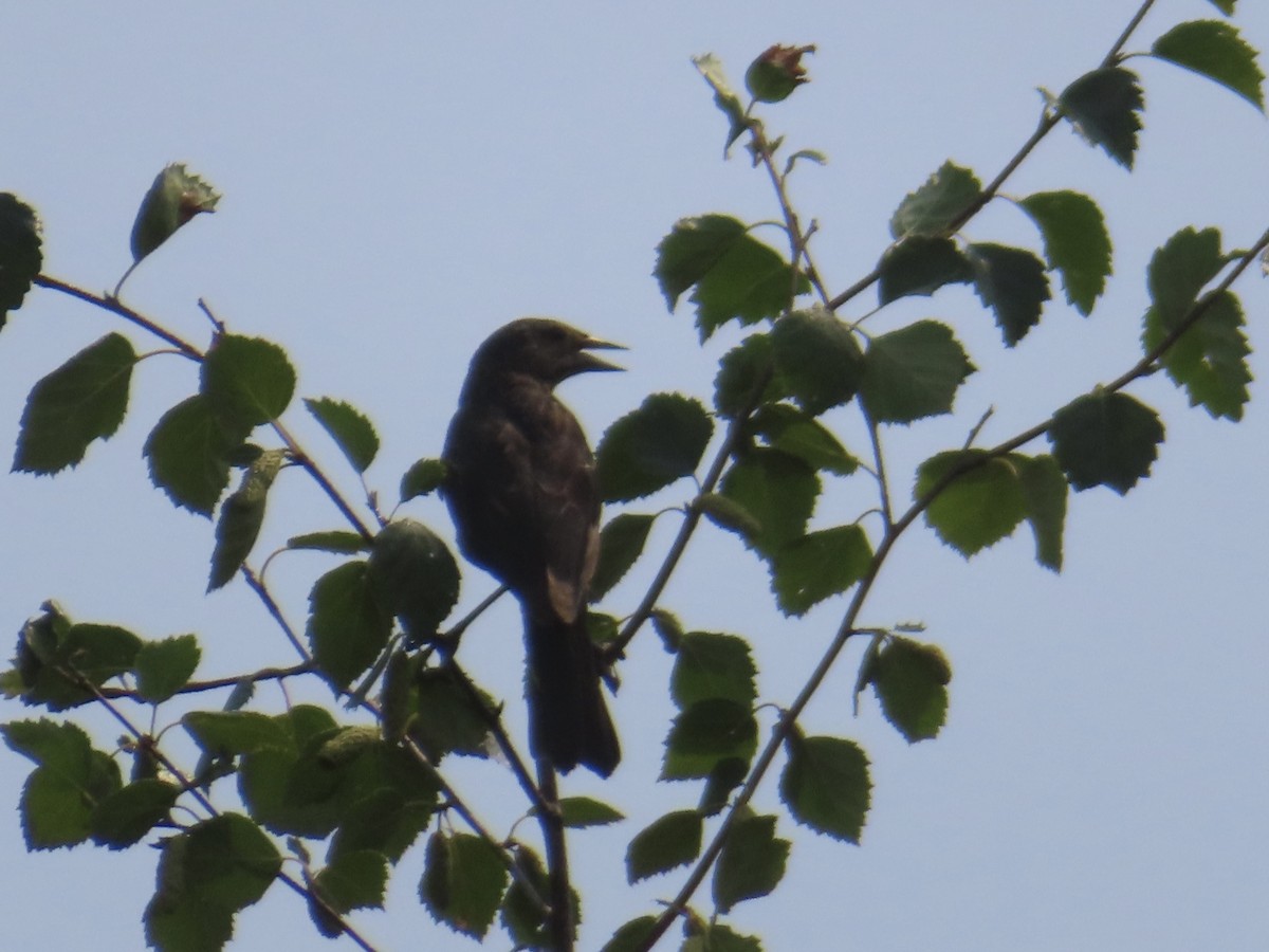 Red-winged Blackbird - ML622273689