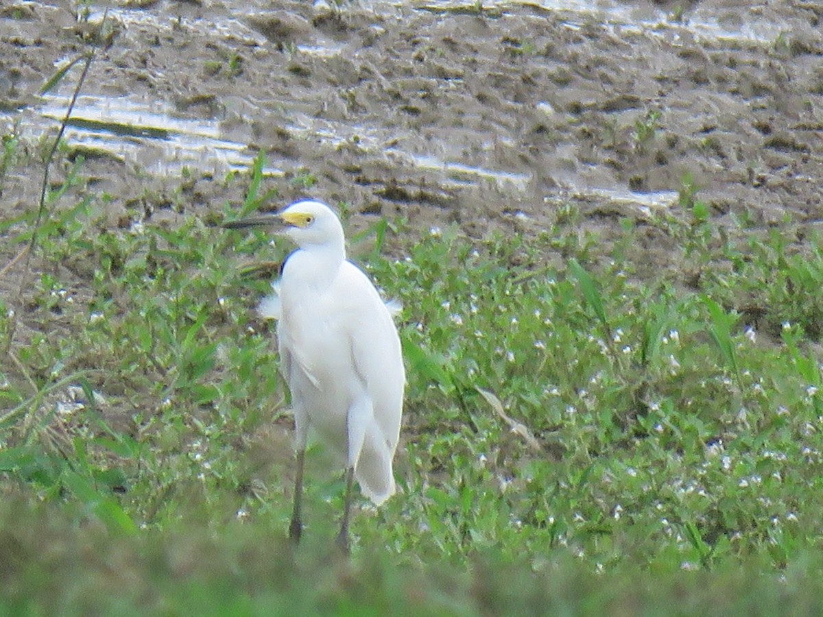 Snowy Egret - ML622273724