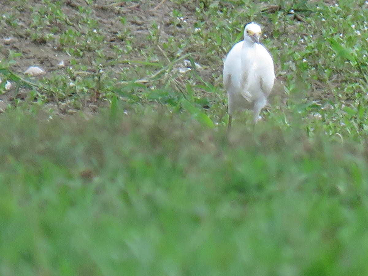 Snowy Egret - ML622273725