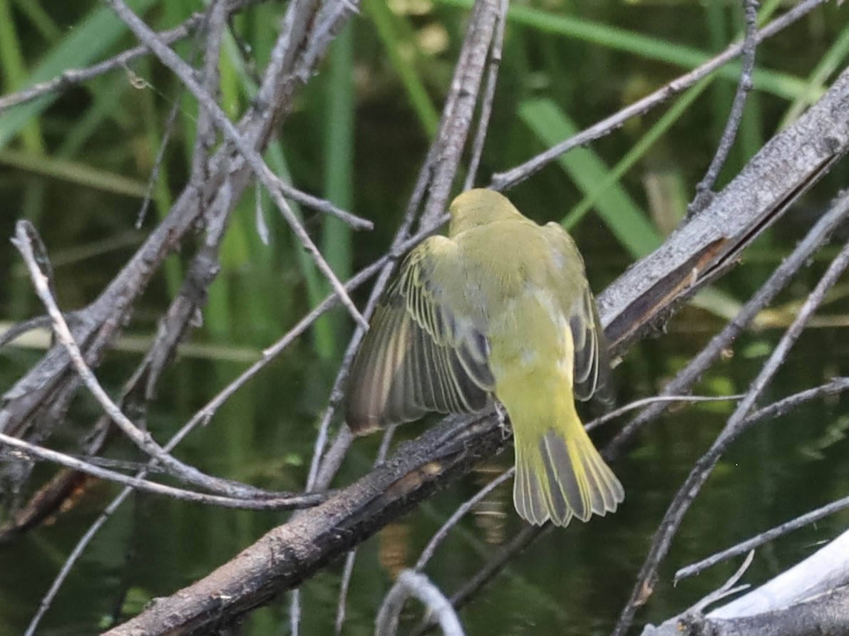 Yellow Warbler - ML622273728