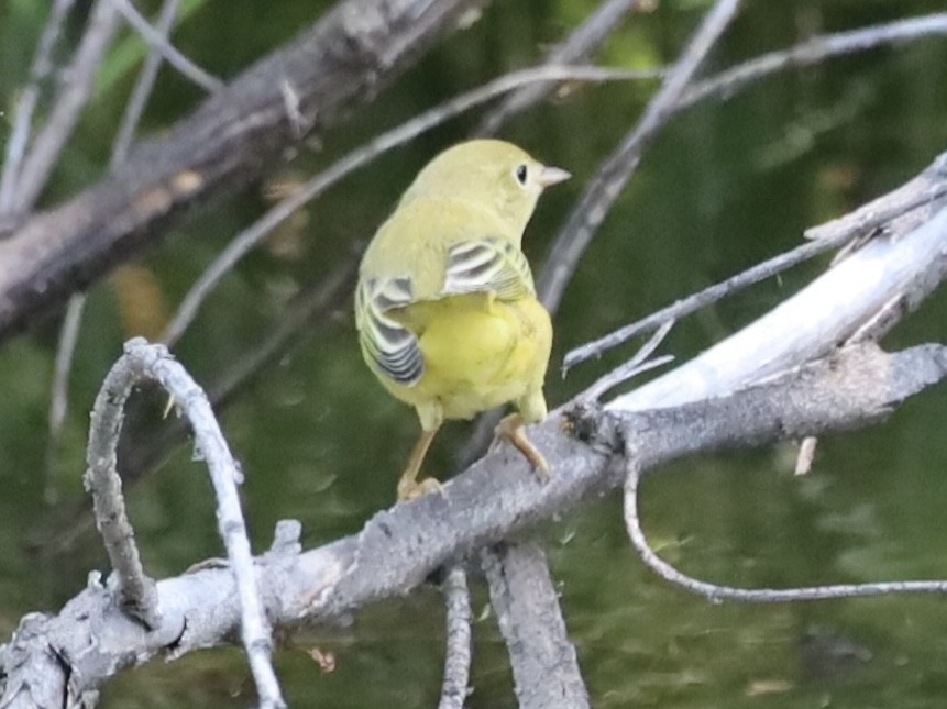 Yellow Warbler - ML622273729