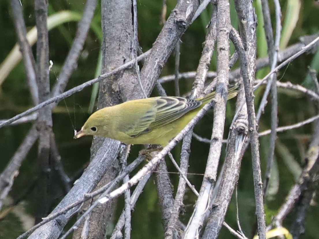 Yellow Warbler - Mohini Rawool-Sullivan