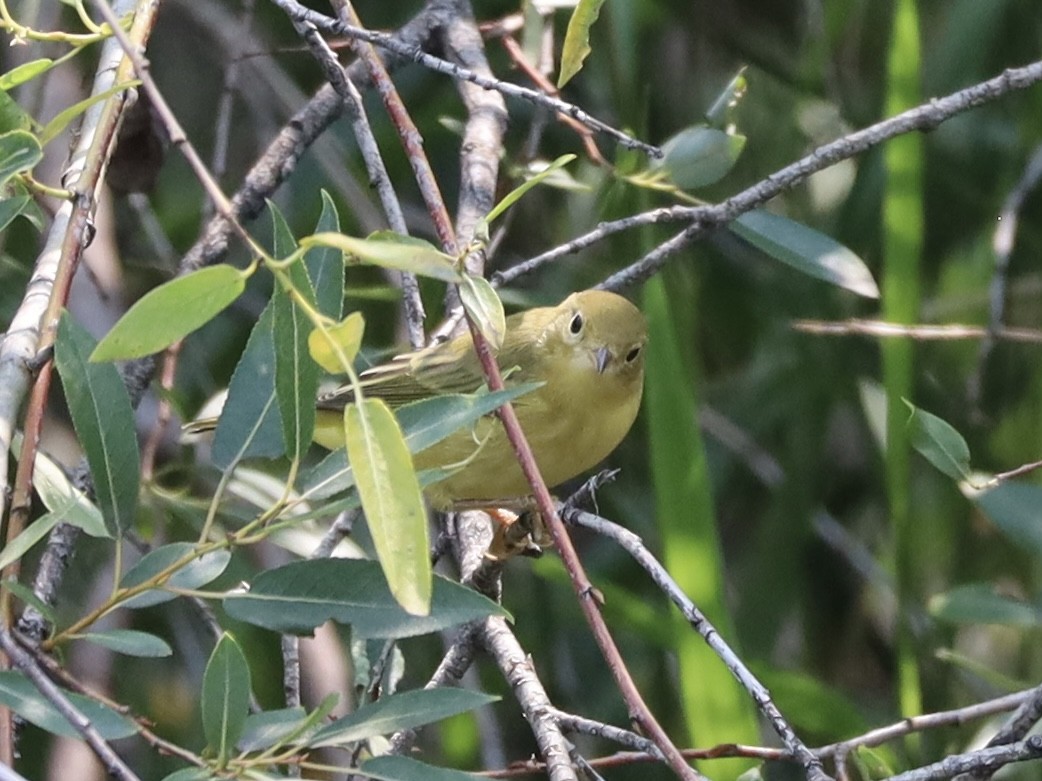 Yellow Warbler - ML622273732