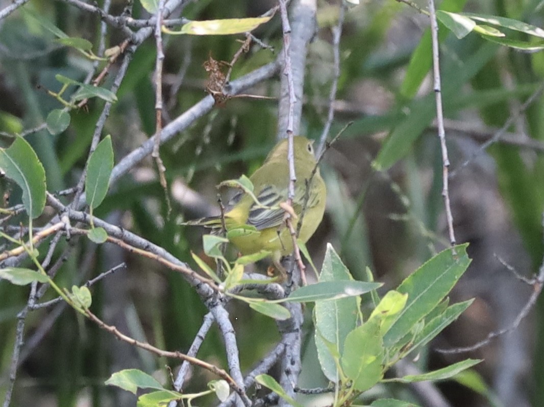 Yellow Warbler - Mohini Rawool-Sullivan