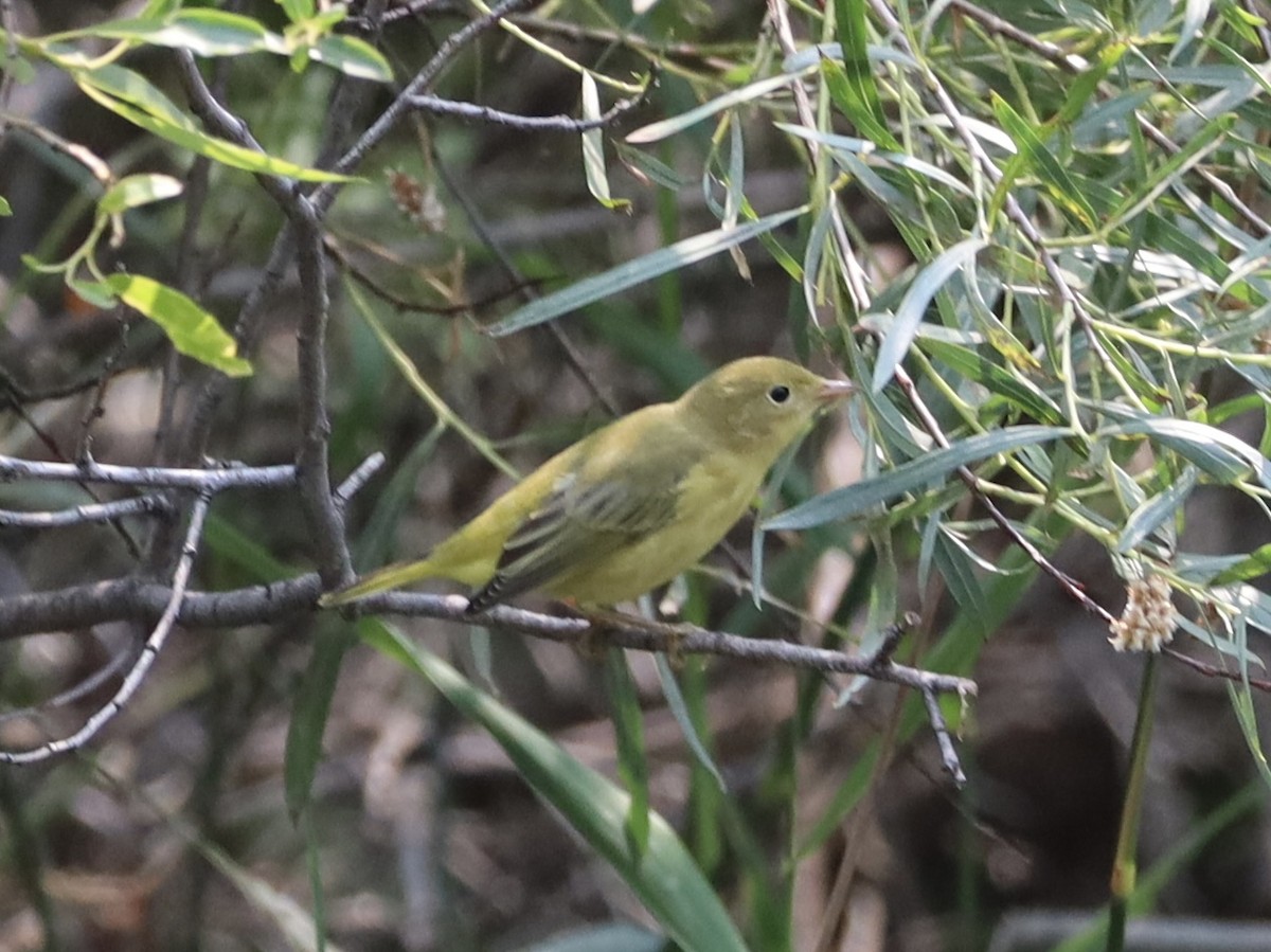 Yellow Warbler - ML622273736