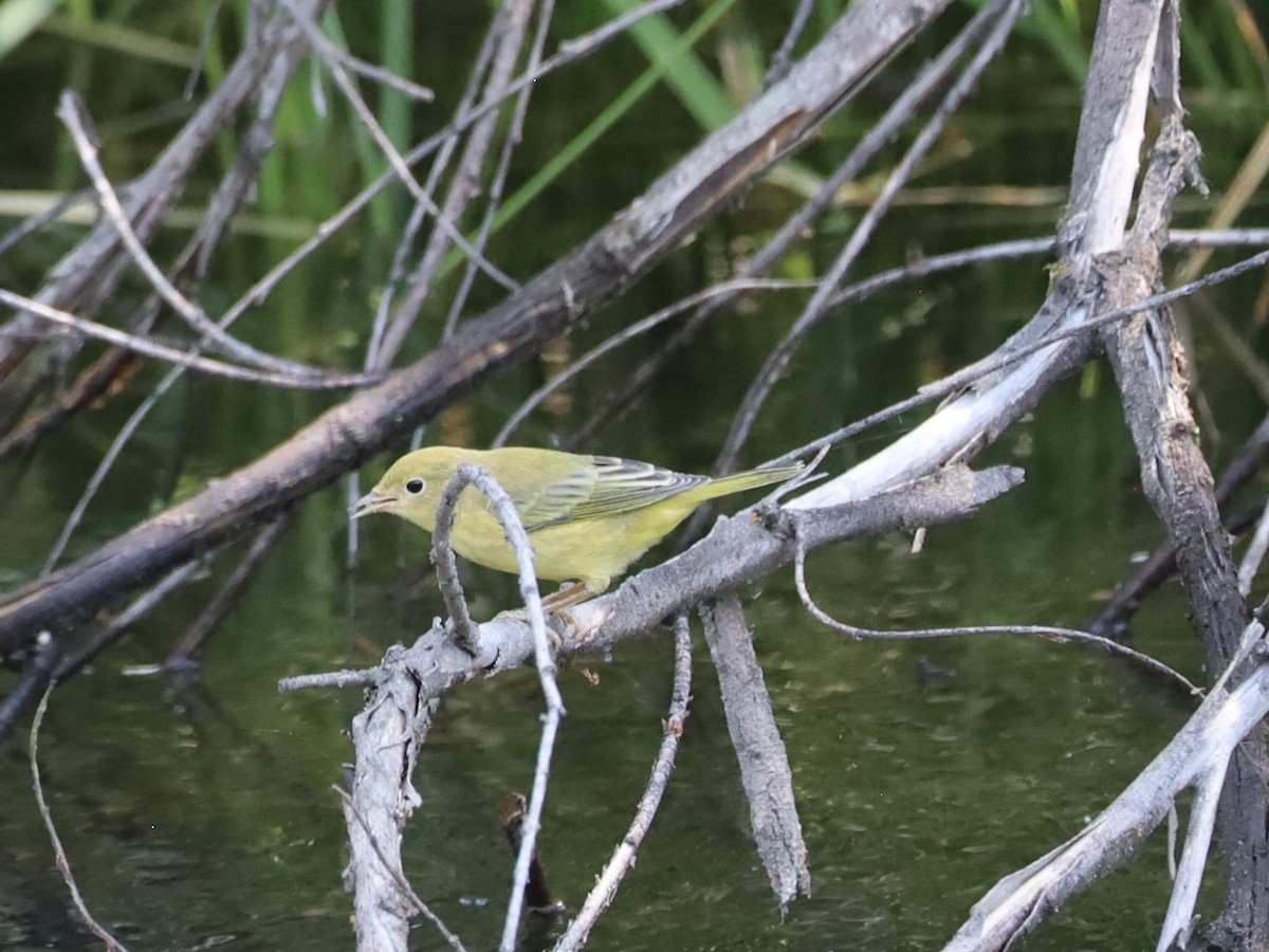 Yellow Warbler - ML622273737