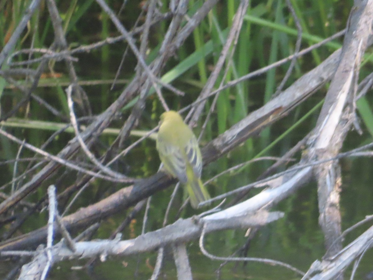 Yellow Warbler - ML622273738