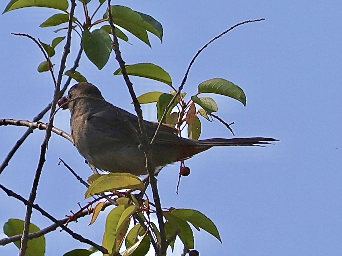 Gray Catbird - ML622273783