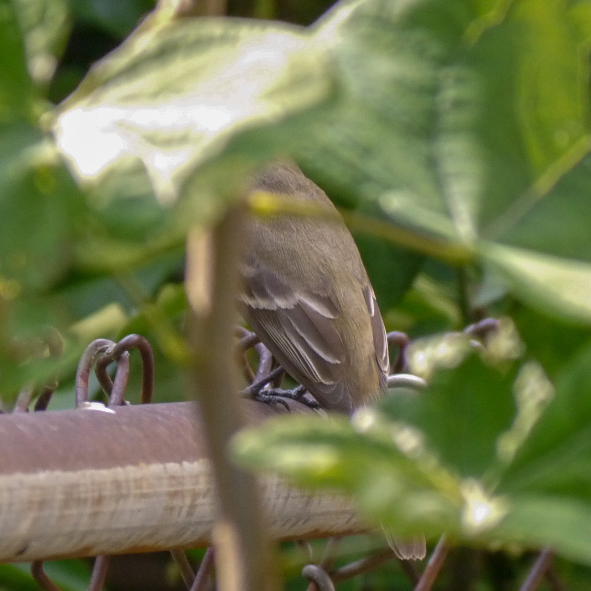 Alder/Willow Flycatcher (Traill's Flycatcher) - ML622273786