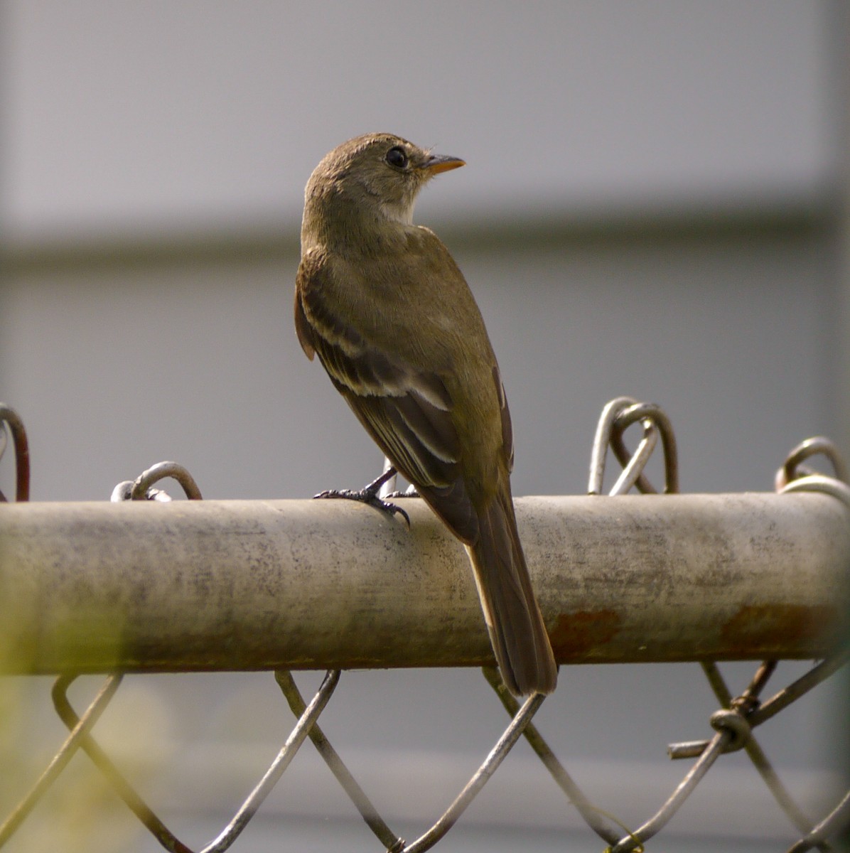Alder/Willow Flycatcher (Traill's Flycatcher) - ML622273787