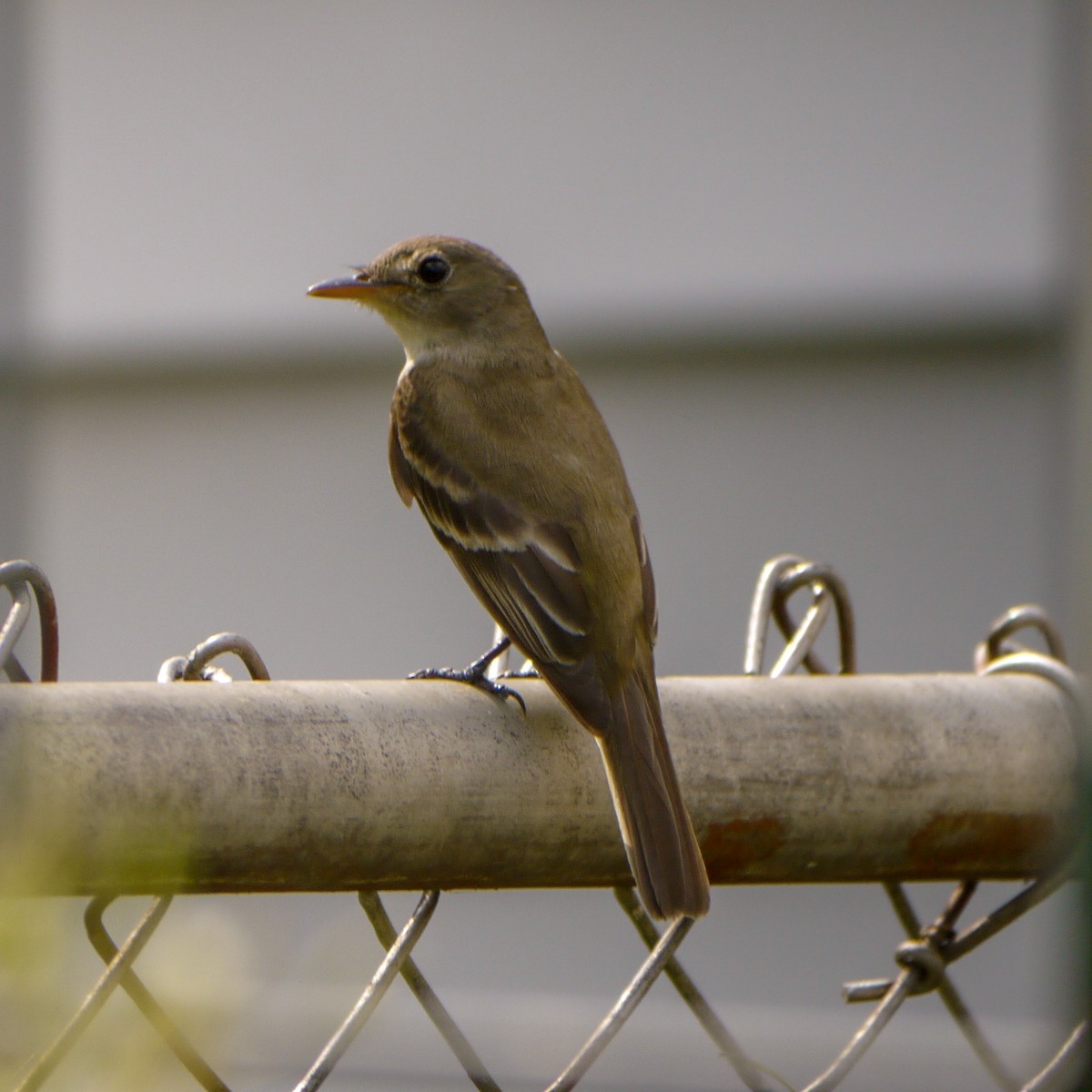 Alder/Willow Flycatcher (Traill's Flycatcher) - ML622273788