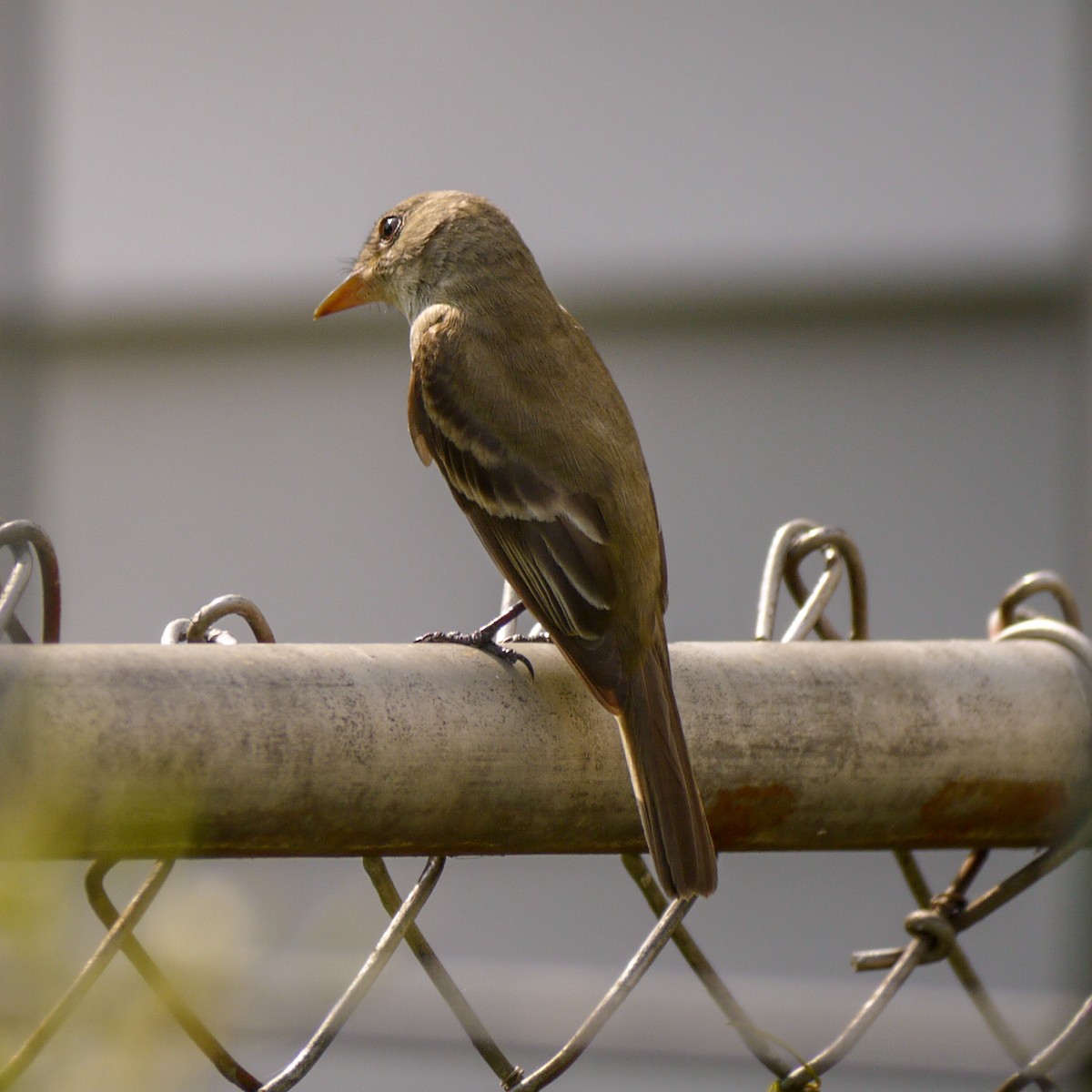 Alder/Willow Flycatcher (Traill's Flycatcher) - ML622273789