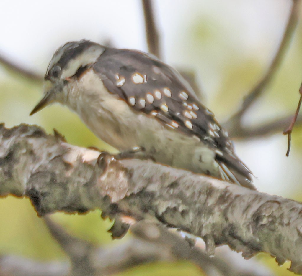 Downy Woodpecker - ML622273793