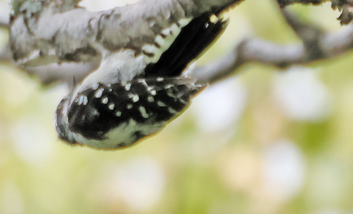 Downy Woodpecker - George Nothhelfer