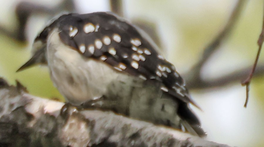 Downy Woodpecker - ML622273795