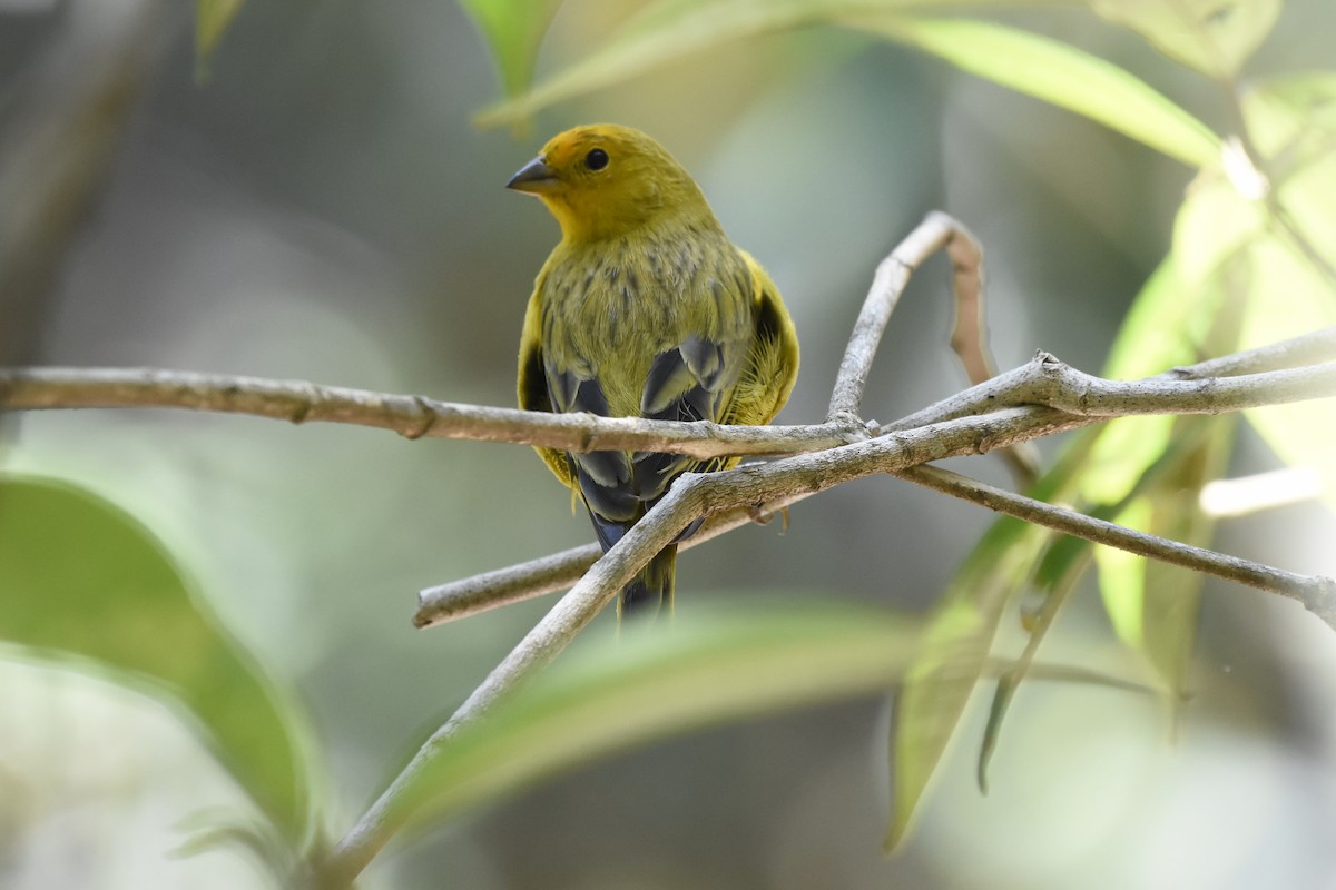 Saffron Finch - Giusepe Donato