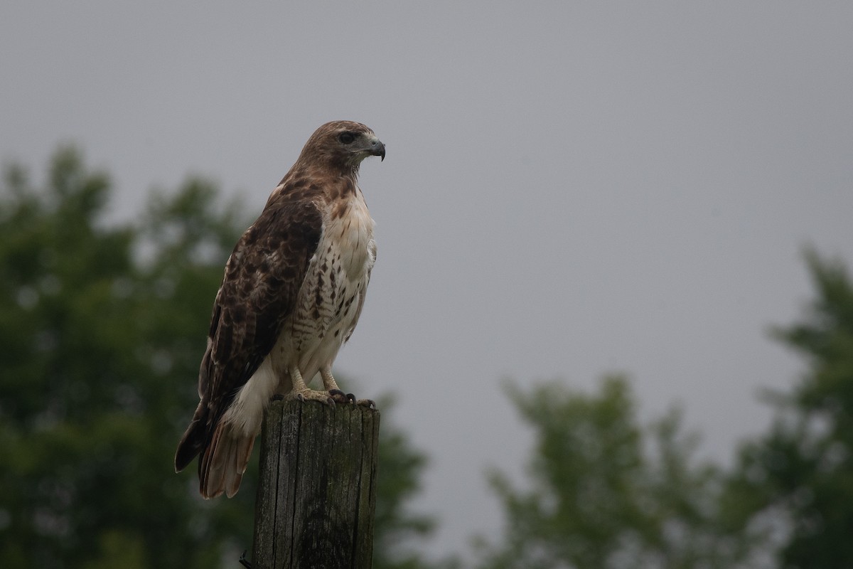 Red-tailed Hawk - ML622274135