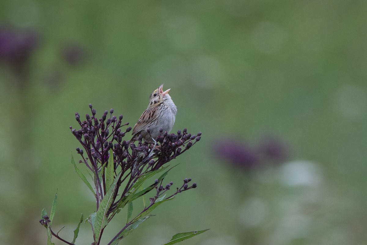 Henslow's Sparrow - ML622274145