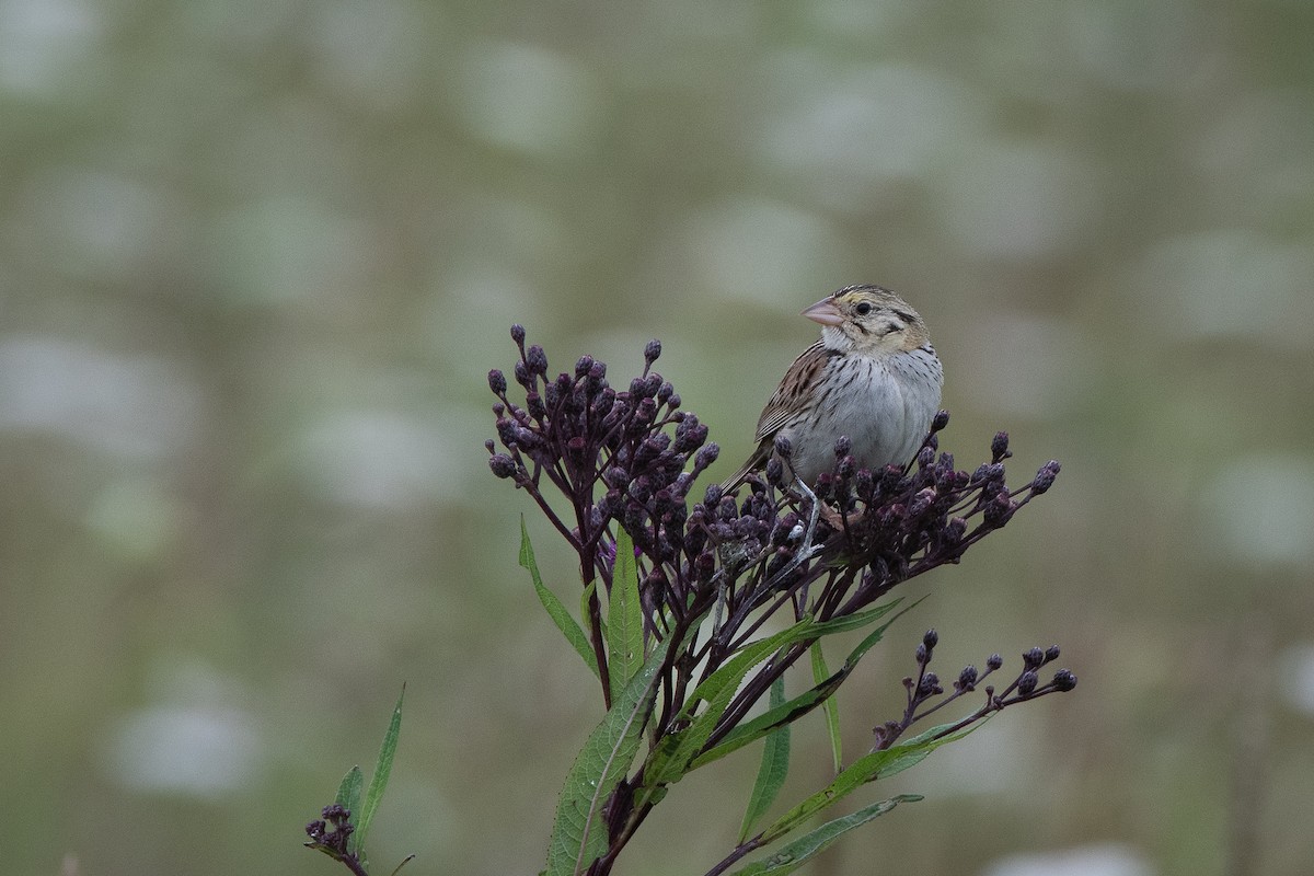 Henslow's Sparrow - ML622274146