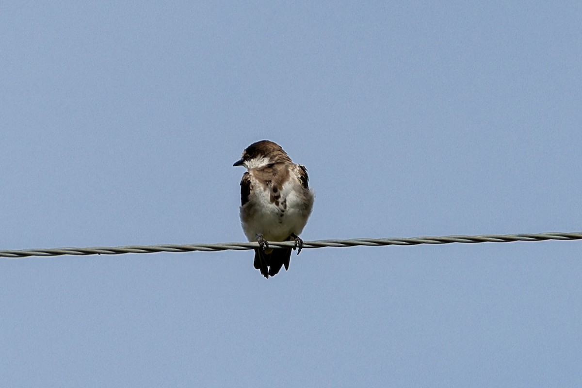 Banded Martin - ML622274197