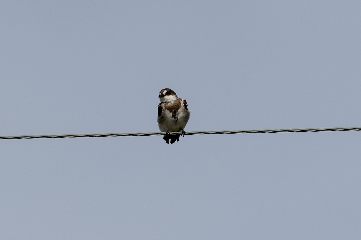 Banded Martin - ML622274202