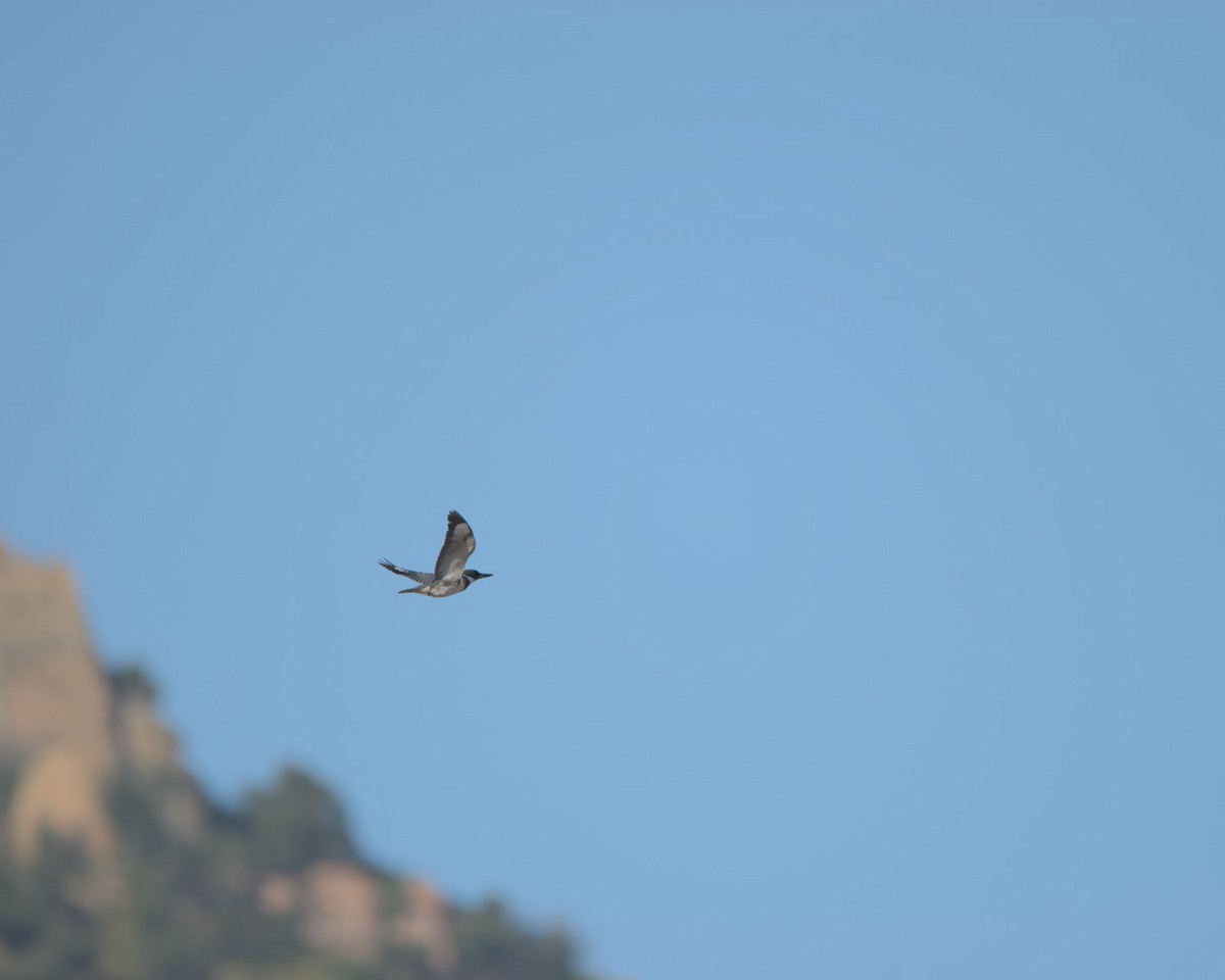 Belted Kingfisher - ML622274253