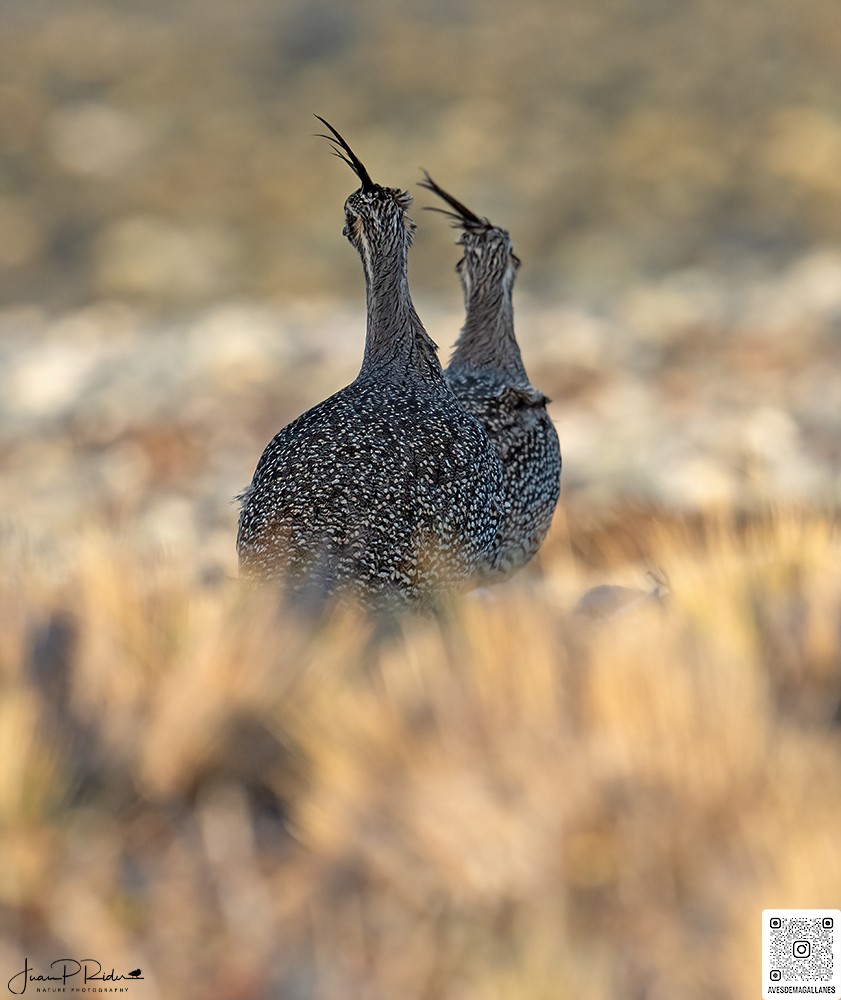 Elegant Crested-Tinamou - ML622274274