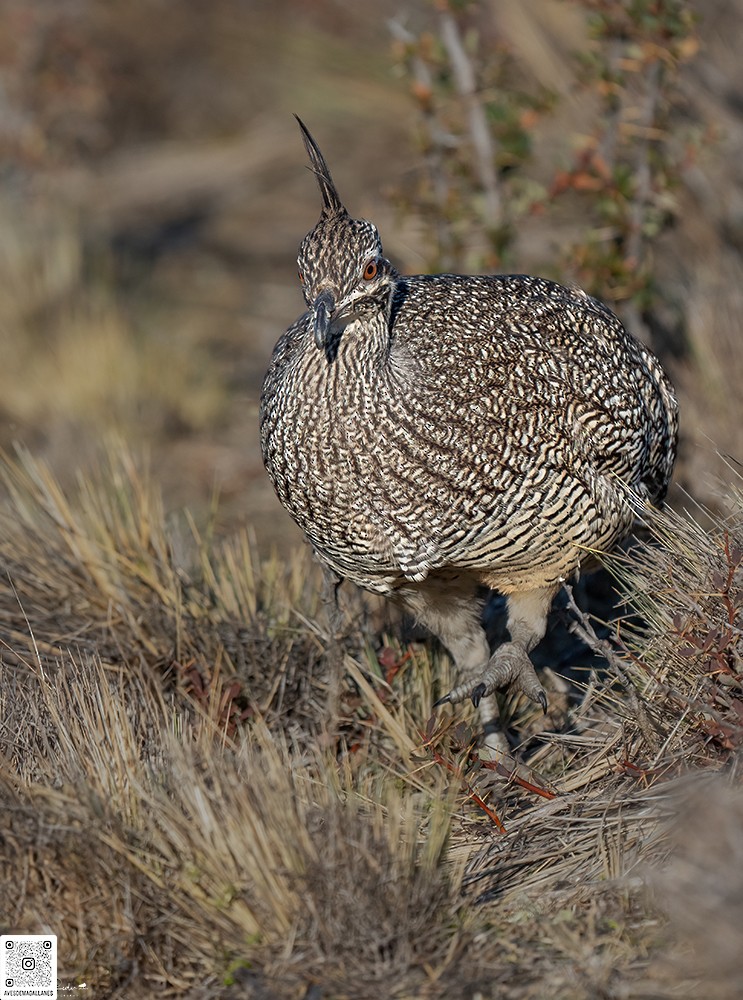 Elegant Crested-Tinamou - ML622274275