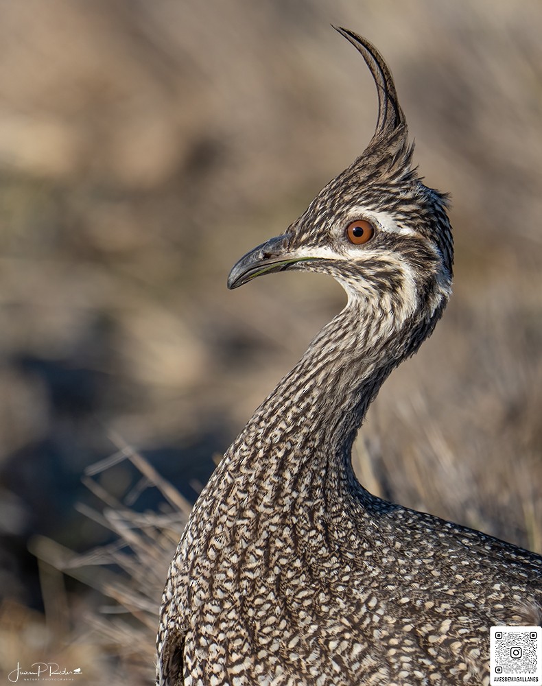 Elegant Crested-Tinamou - ML622274276