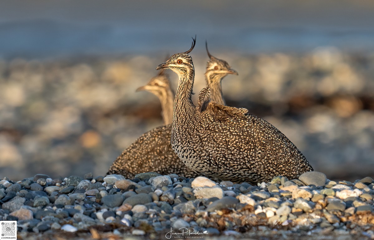 Elegant Crested-Tinamou - ML622274277