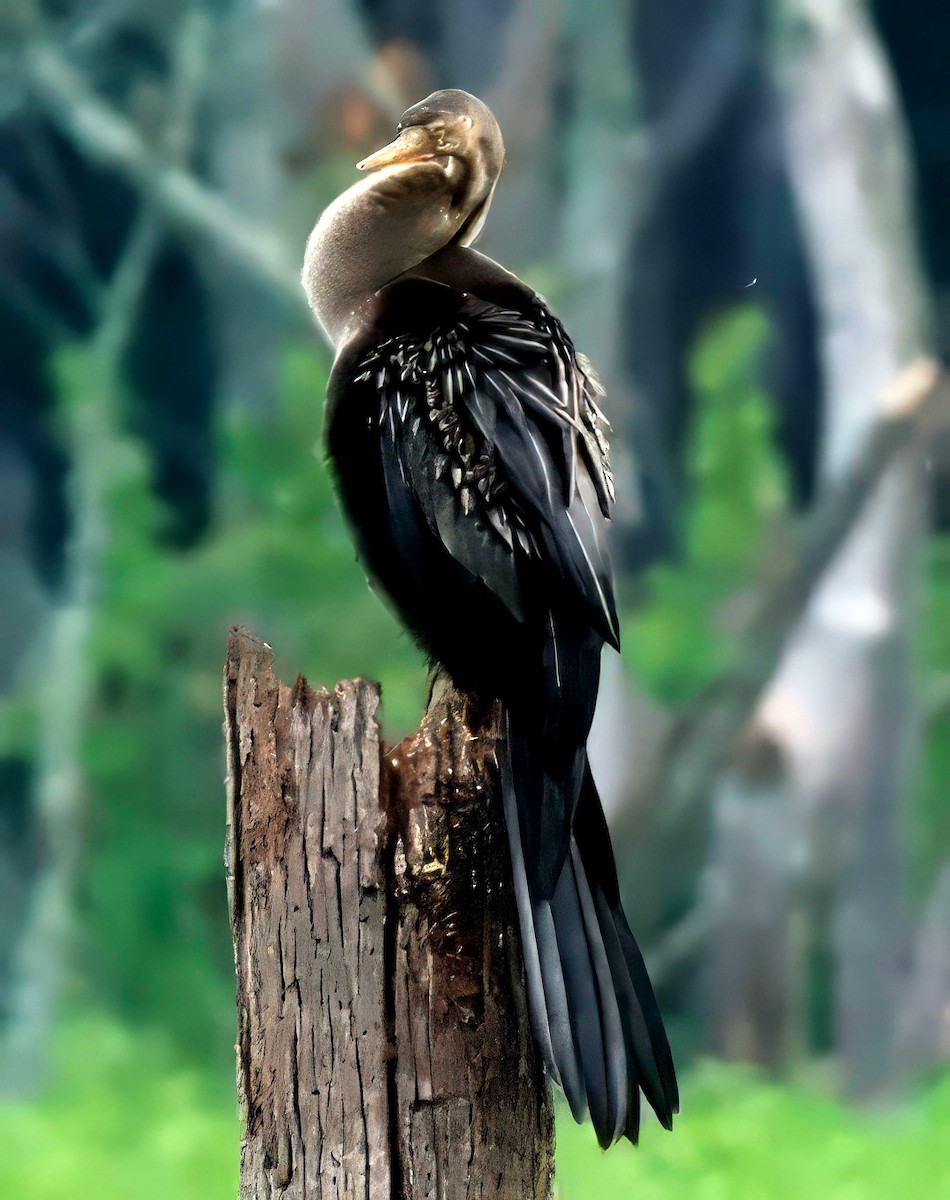 Anhinga - ML622274278