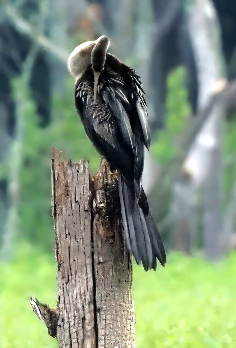 Anhinga - ML622274279