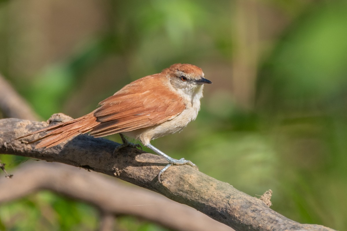 Tocantins Spinetail (undescribed form) - Ralph Hatt